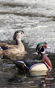 Canards branchus