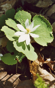 Sanguinaire du Canada